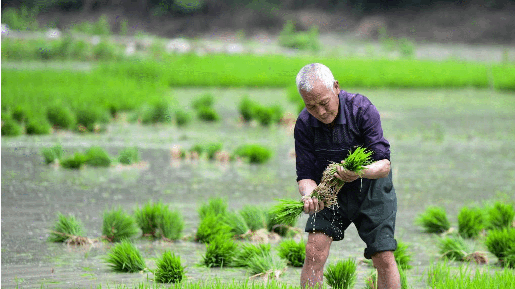 育秧插秧正当时