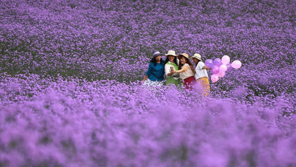 初夏赏花