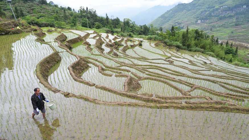 福建尤溪：联合梯田重焕生机