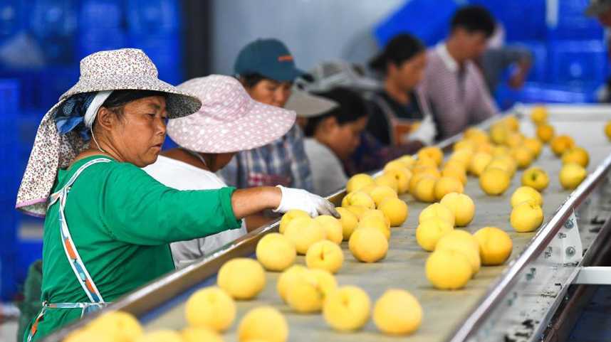贵州贵定：黄桃迎来收获季