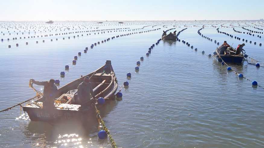 山东荣成：“海带之都”海带“播种”忙