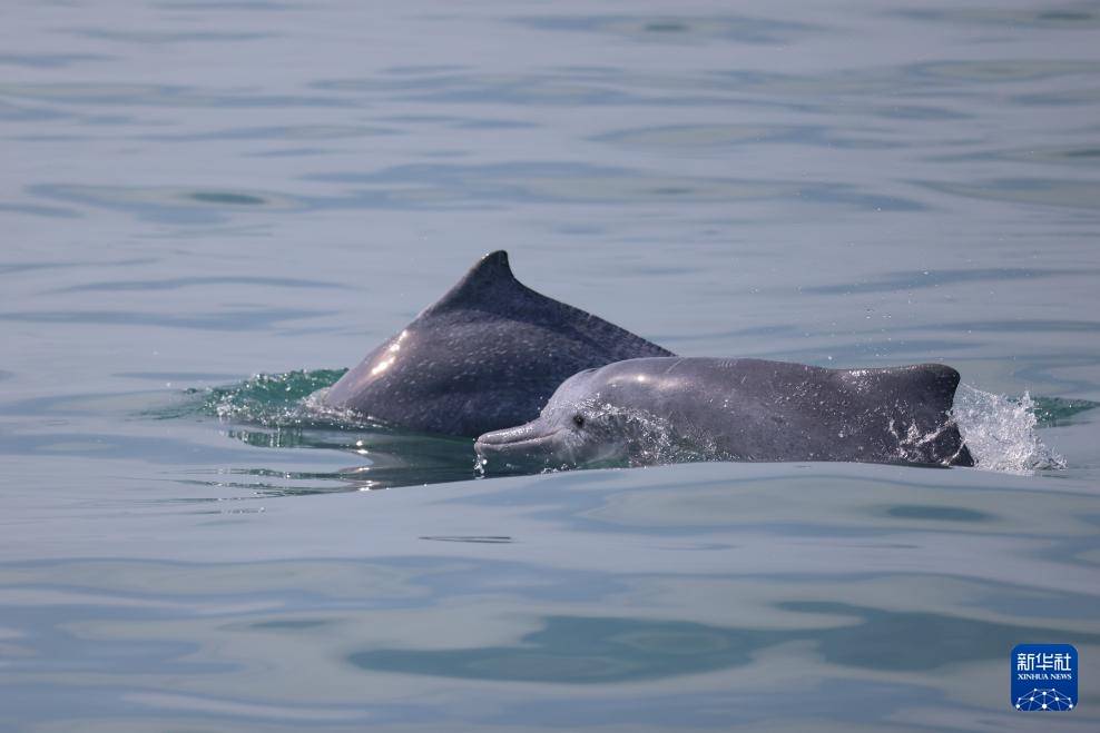 科研人员在海南岛西南海域目击到中华白海豚