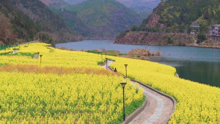 浙江温州：江边油菜花，开出一片“海”