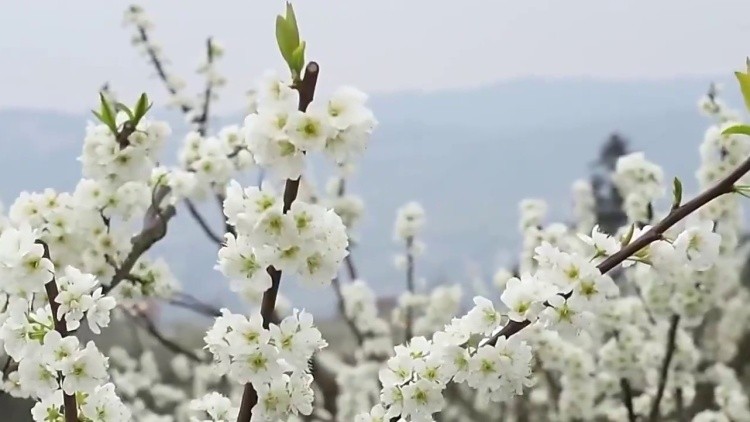 四川屏山：李花如雪挂枝头 诗情画意添春色