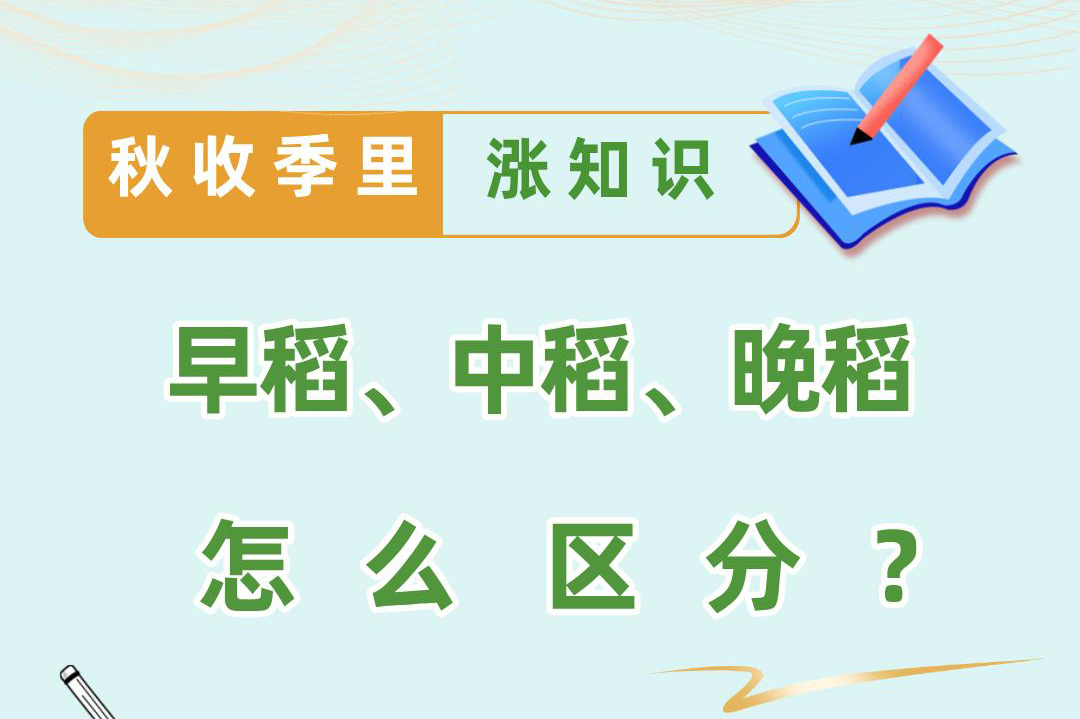 秋收季里涨知识丨早稻、中稻、晚稻怎么区分？