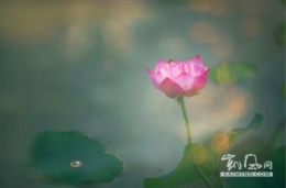 工笔画里的“荷仙”
