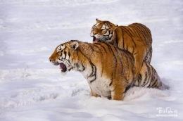 雪中萌虎