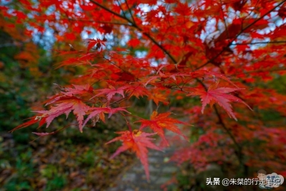 抓住秋天的尾巴 打卡最美的四大秋色观赏地