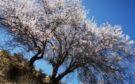 别再错过最美花期了 2021火热景点花期预测