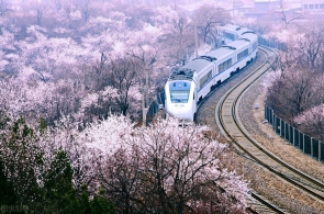 春天最浪漫的十个旅行地 至少要去一个地方