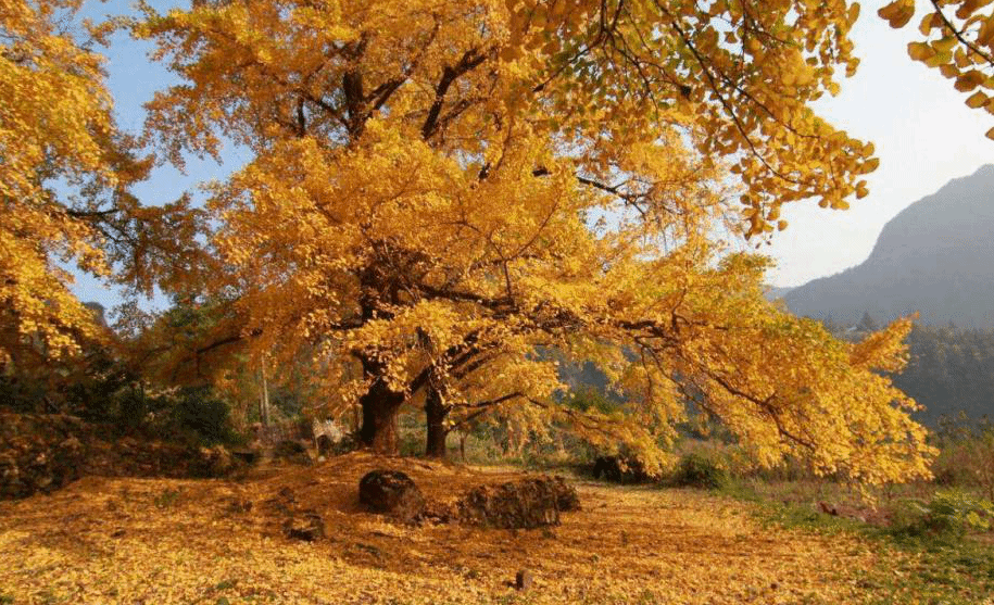 谁说广西没秋天？美景和惊喜都为你准备好啦