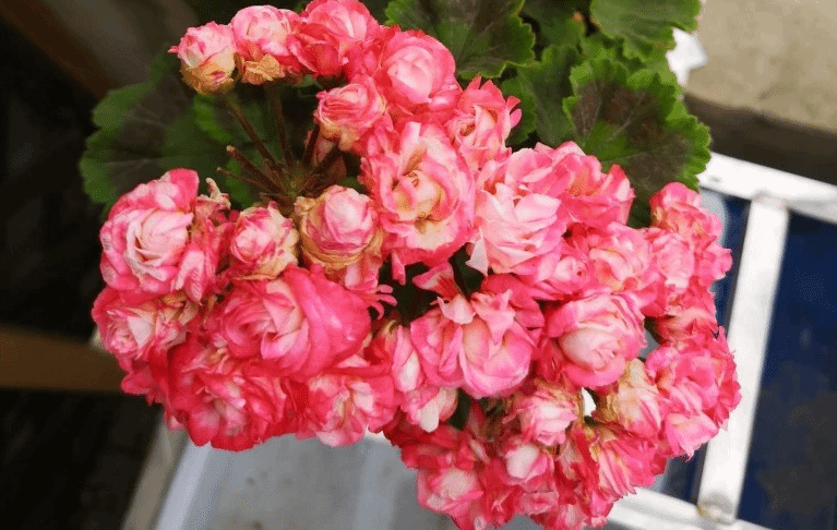 美如玫瑰的天竺葵 养护不难室内阳台也能养