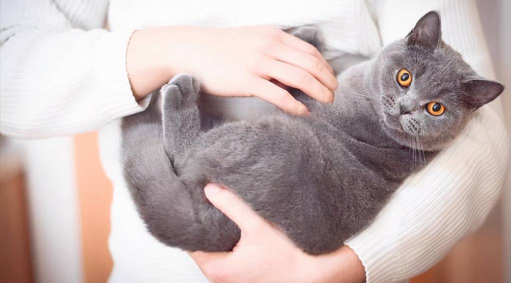 猫咪年算多大才算是长大成猫 猫咪日常喂养注意事项