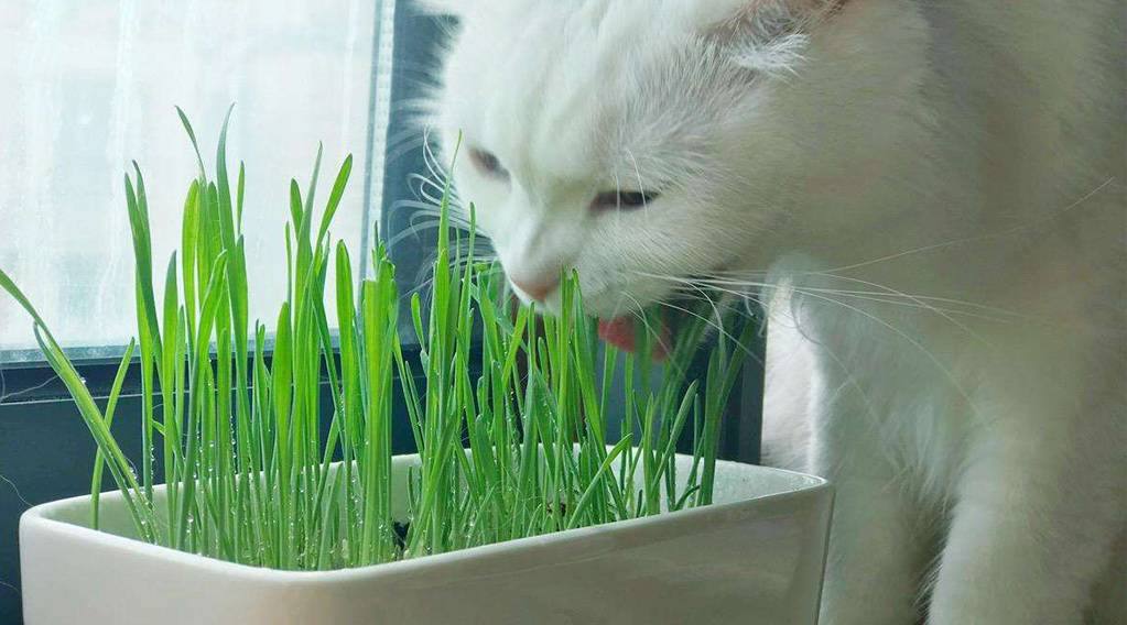只知猫草能吐毛球可就落伍了 常见的猫咪食用植物