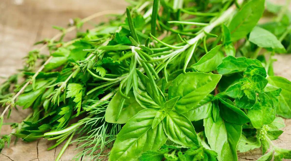 科学辟谣 绿化带挖的野菜 到底能不能吃