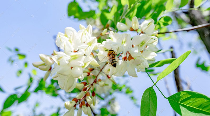 喝冷饮 吃槐花 古人立夏后的生活很精彩