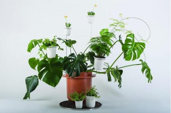 这4种植物颜值很高 冬天养在家里绿意盎然 是纯天然的装饰物