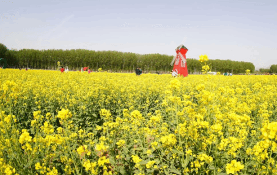 北京绝美油菜花海盛放 抢先体验