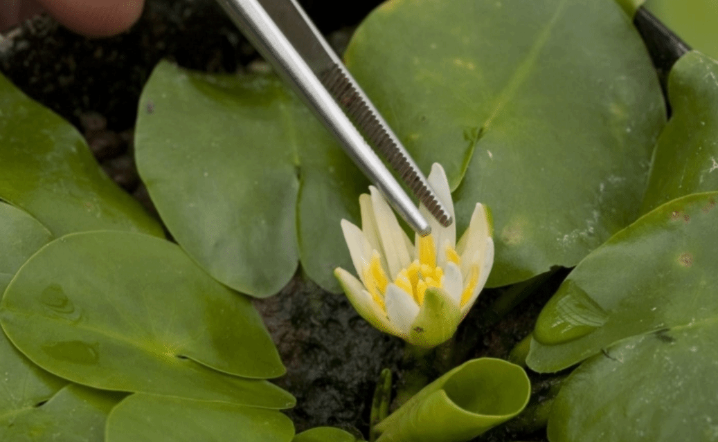 这些“水生植物之最”你知道吗？赶紧了解一下