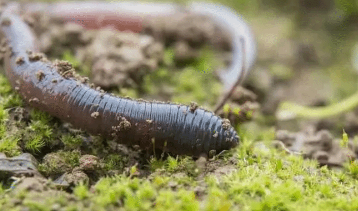 这个不起眼的小生物 可能是粮食生产的“大功臣”