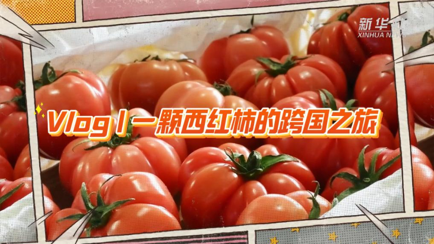 Vlog   一颗西红柿的跨国之旅