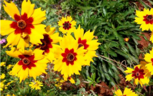 院子里种点便宜花 现在种今年就能够开花