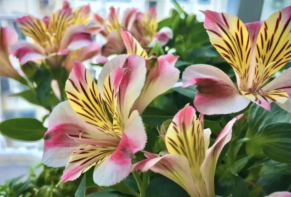 六出花耐旱好养有点像百合 花纹别致多彩