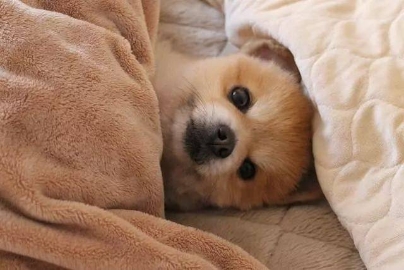 狗狗总喜欢跑到床上睡吗？别以为是喜欢你