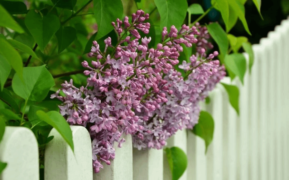 这5种灌木花卉的花朵芬芳 适合种在庭院