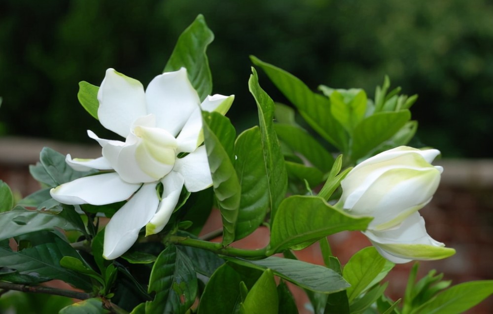 栀子花秋冬养护有讲究 养壮根来年开花又多又香