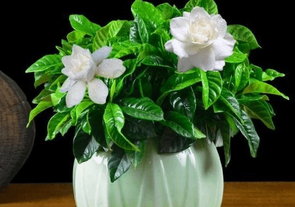 这5种纯洁的白色花卉 看一眼就想养一盆
