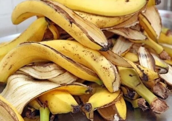 香蕉皮制作钾肥的简单过程 这3点记好 可制作无臭有机肥