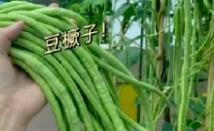 豆角种类这么多 你真的分得清楚吗？