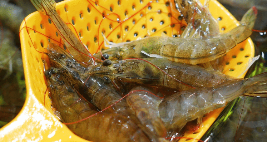 如何选择新鲜的水产食品 要注意这几点