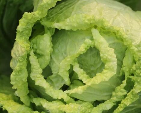 白菜最大的营养优势是？白菜怎么吃最营养？