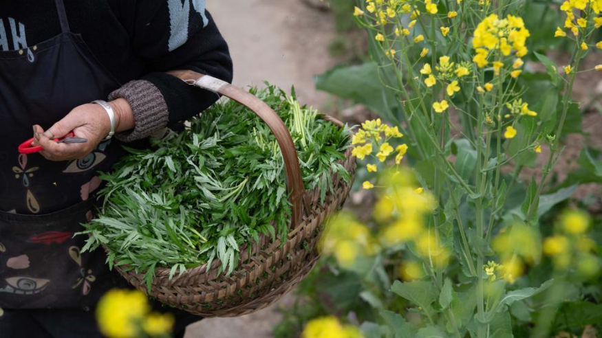 唠“科”话 丨美味野菜有风险，怎样安全吃？指南来了！