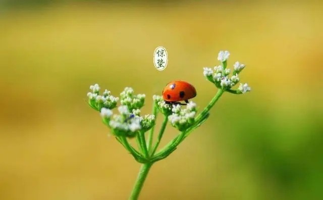 惊蛰各地吃什么传统食物？有哪些节气俗语