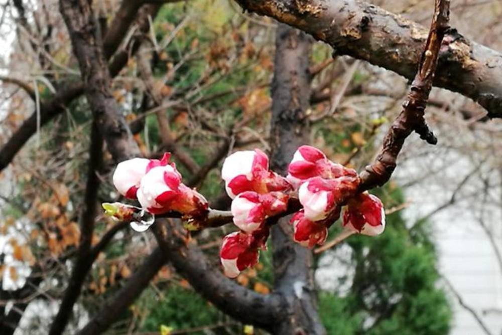 春雷惊百虫 春意萌动万象新｜民俗日历·惊蛰