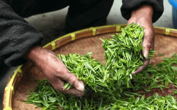“中国传统制茶技艺及其相关习俗”保护传承杭州宣言发布