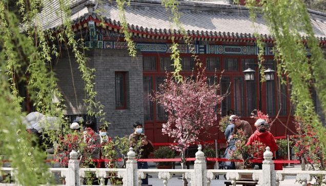 打卡京城“万棠盛景” 陶然亭公园海棠春花文化节启动