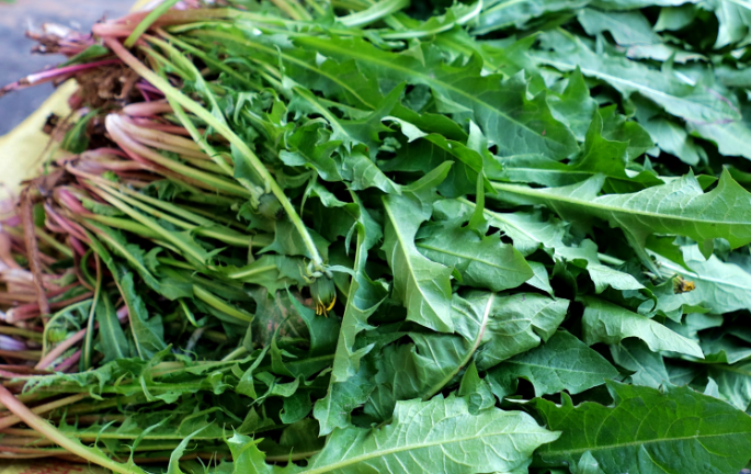 盘点东北人挚爱的野菜！不知道你吃过几种