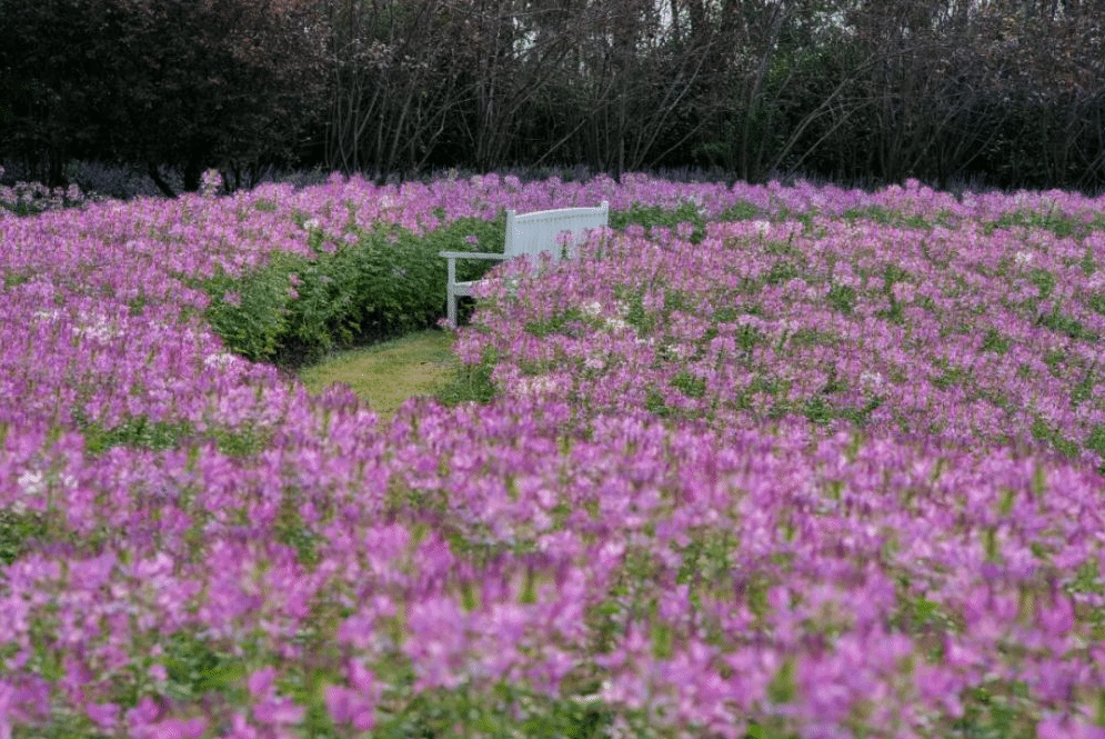 醉蝶花马鞭草地肤花开 海上生态园9月赏花攻略来了