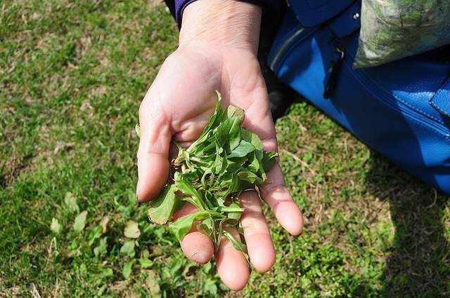 开春就能吃的4种野菜 采挖时别被相似的野草骗了