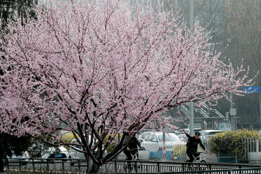 北京将进入赏花季 这些赏花片区就在你家门口
