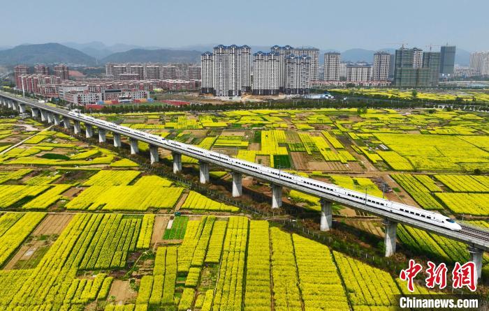 图为武九客专江西瑞昌区段，一辆动车组列车从油菜花海上飞驰而过。(资料图)。　胡国林 摄