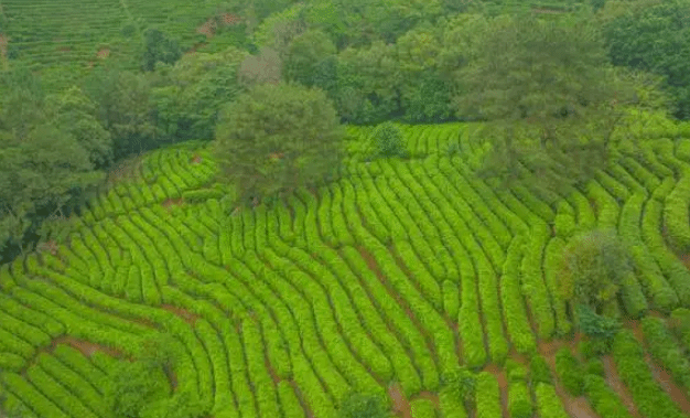 中国最好爬的山 被游客誉为最省力气的山