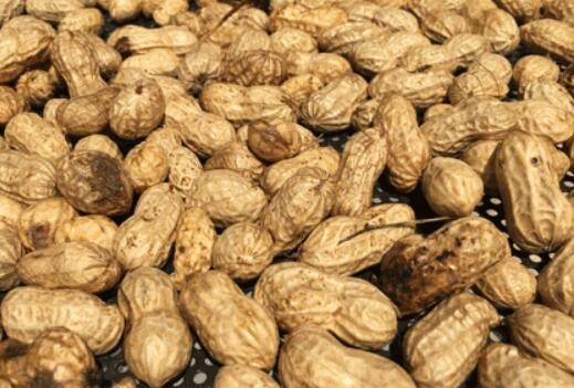 花生壳的用途你知道吗？用它一年能省不少钱 都来了解一下吧