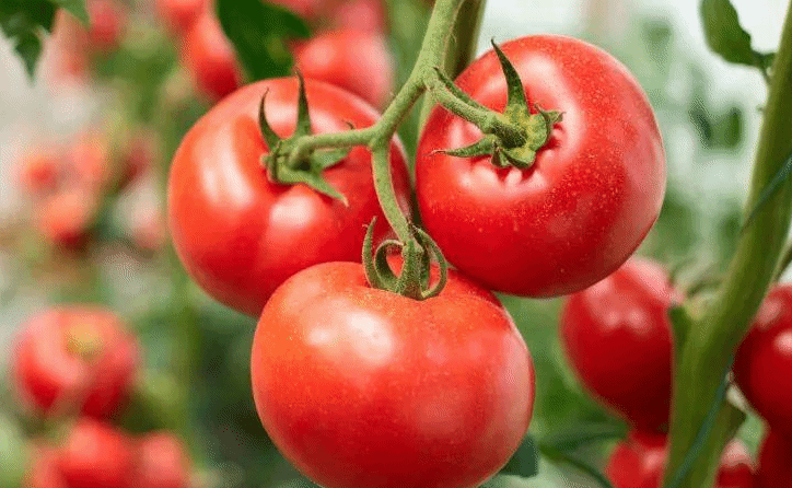 每天1个西红柿身体会发生什么变化？没熟千万别吃