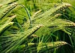 青稞能帮助降血糖、降血脂 是妥妥的低GI食物