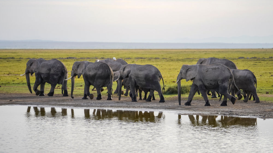走进非洲丨在东非“野生动物天堂” 感受野性之美